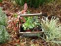 Herbs in trug